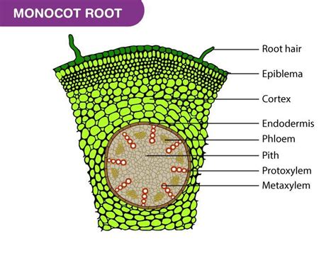 monocot stem diagram, - Brainly.in