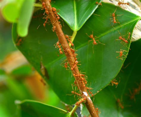How to kill red ants: 10 methods for your home and garden - Maryland ...
