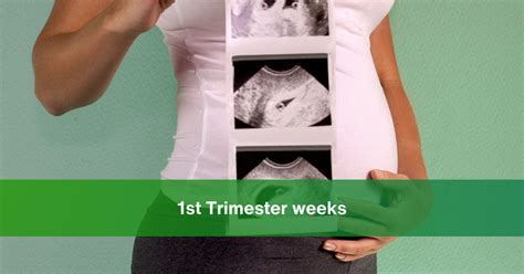 First-Trimester Weeks 的图像结果