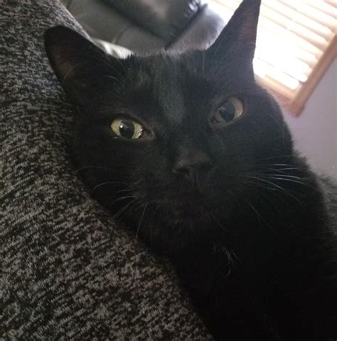 Meet Nelson Mandela Muntz : r/cats