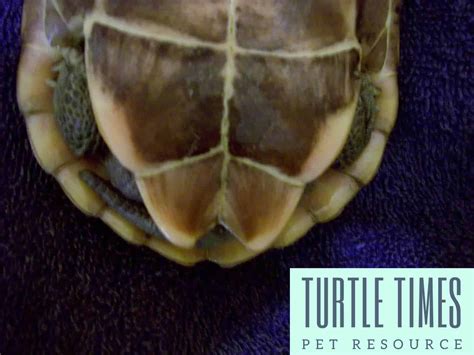 Sexing Of A Reeves Turtle | Sex A Turtle | Turtle Times