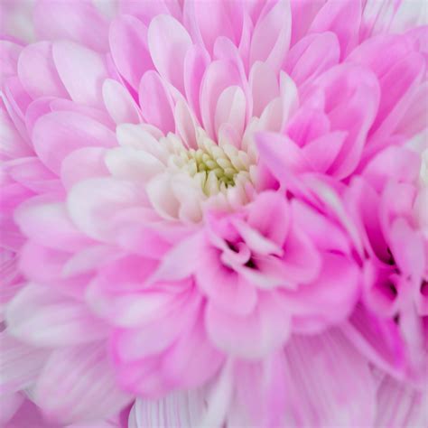 Download wallpaper 2780x2780 chrysanthemum, flower, macro, petals, pink ...
