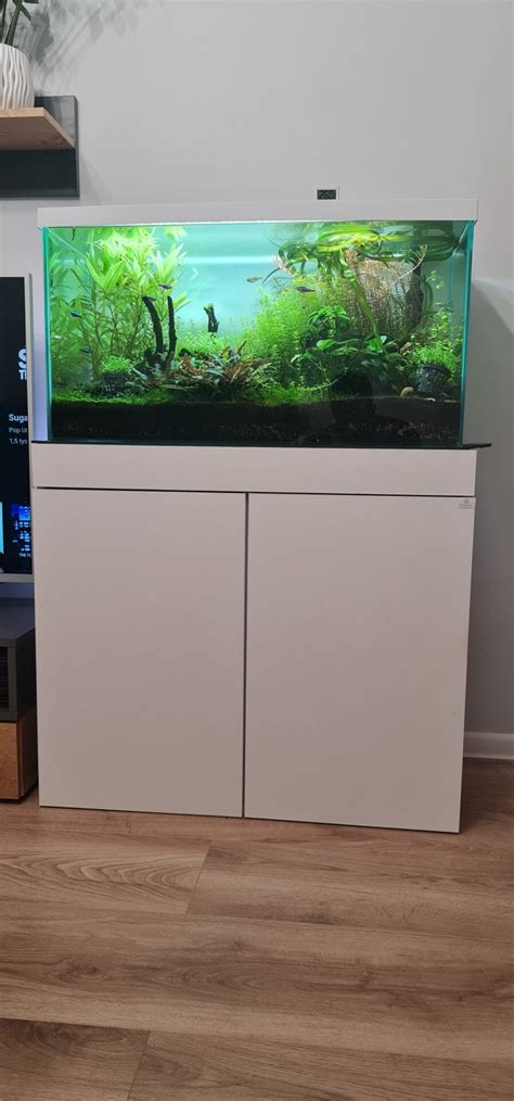 Image result for Basic Setup Fish Tank
