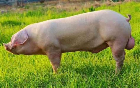 福建今日猪价最新走势：2020年7月1日福建省生猪价格今日猪价 - 畜小牧养殖网