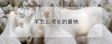 羊的养殖技术及饲养管理 —【发财农业网】