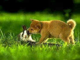 Image result for Puppy Love Bunny