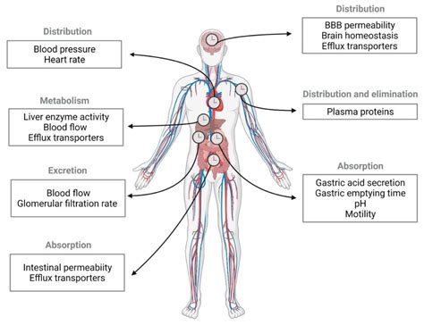 Antidepressants and Circadian Rhythm: Exploring Their Bidirectional ...
