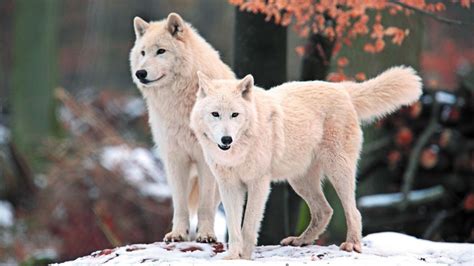 Arctic Wolves Wallpapers - Wallpaper Cave