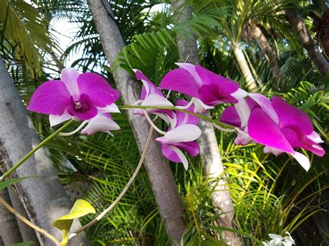 SUITE DREAMS INN (Key West) - Inn Reviews, Photos, Rate Comparison ...