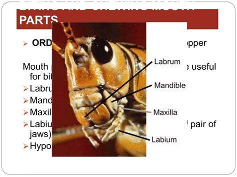 Insect mouthparts.pdf