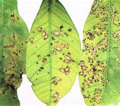 TNAU Agritech Portal :: Crop Protection