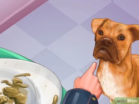 Image result for Boxer Dog Poop