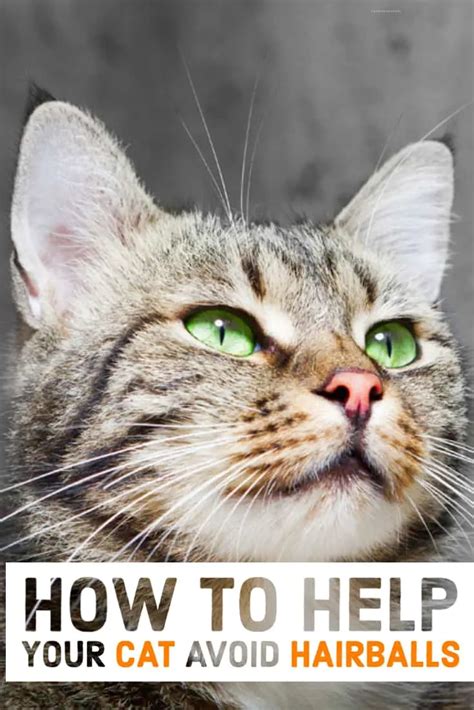 Image result for Cat Stack Sticker