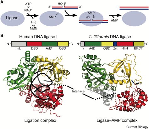 DNA Ligase: Getting a Grip to Seal the Deal: Current Biology