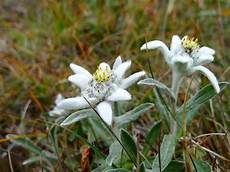 fiore edelweiss edelwei 223 pflanzen blumen 183 kostenloses foto auf pixabay fiore edelweiss edelwei 223 pflanzen blumen 183 kostenloses foto auf pixabay
