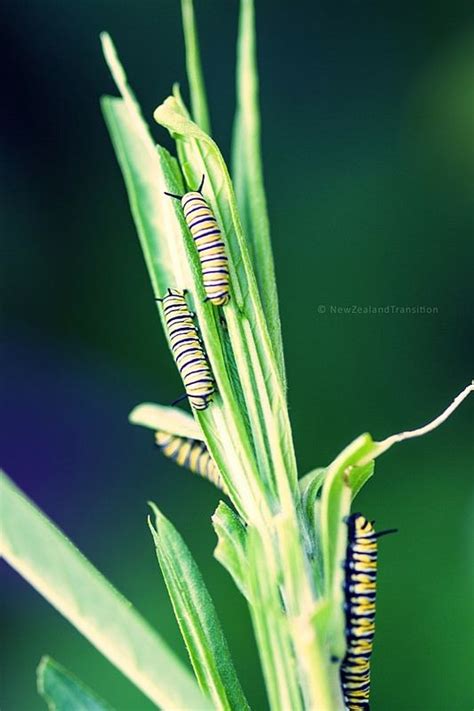 Monarch butterfly larvae | Monarch butterfly, Plant leaves, Cactus plants