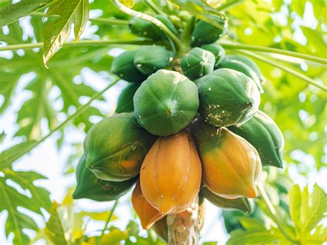 Best Variety Of Papaya