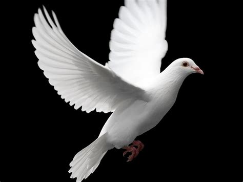 Burung Merpati Putih Images Nomor Siapa