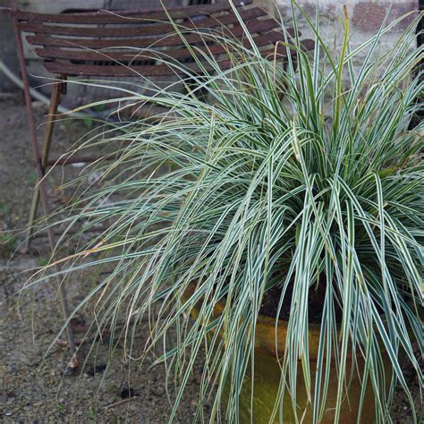 Buy sedge Carex oshimensis 'Everest ('Fiwhite') (PBR)': Delivery by ...