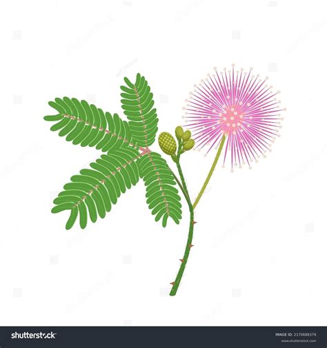 Vector Illustration Sensitive Plant Mimosa Pudica Stock Vector (Royalty ...