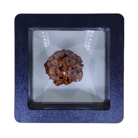 PUSHKARA Natural 1 MUKHI Round RUDRAKSHA Certified - Nepal | Brown ...