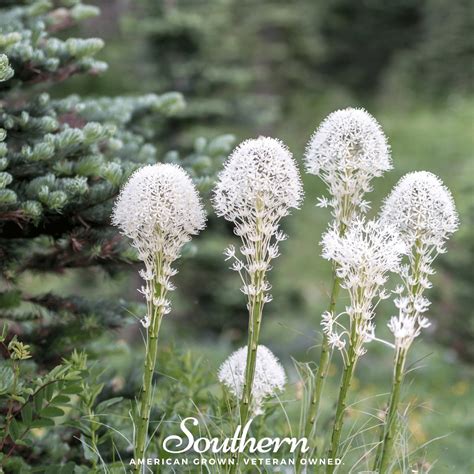 Bear Grass (Xerophyllum tenax) - 50 Seeds - Seed Therapy - Southern Seeds