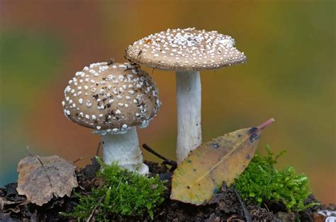 11 Captivating Facts About Fungi Biology - Facts.net