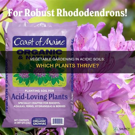 Vegetable Gardening In Acidic Soils: Which Plants Thrive? | ShunCy