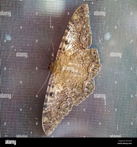 Black Witch (Ascalapha odorata) Insecta Stock Photo - Alamy