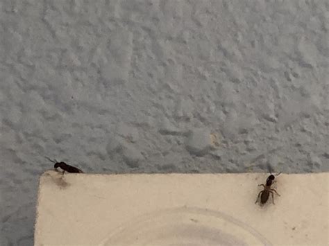 California- is this a termite? i’m the same girl who posted yesterday ...