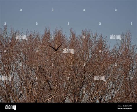 Bald Eagle migration through the Loess Bluffs National Wildlife Refuge ...