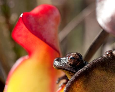 Tepuihyla rimarum, Rana Tepuyana Del Ptari-tepui in habita… | Flickr