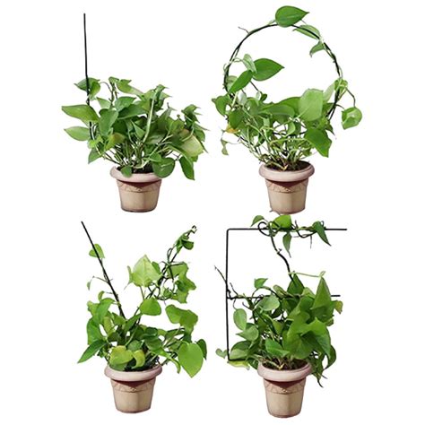 Garden Support Stake for Climbing Plants Lettered | Ubuy India