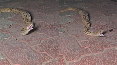 Big Python hulchul in apartment video goes viral on social media pa ...