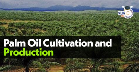 Palm Oil Production, Cultivation and Challenges