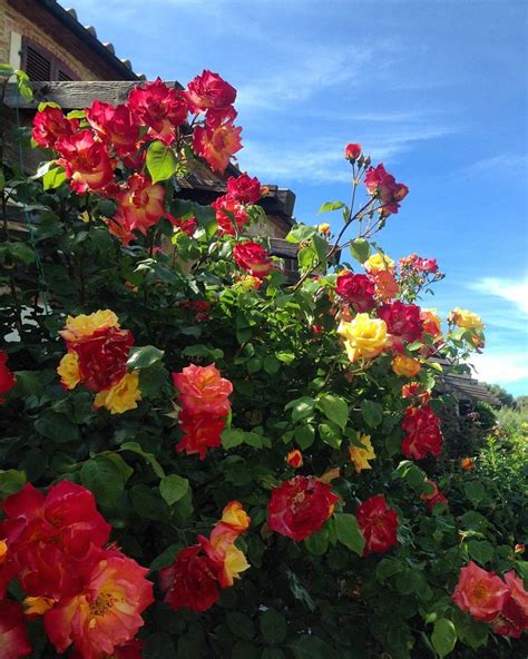 CASA VACANZE LO STELLINO (Populonia) - Apartment Reviews & Photos ...