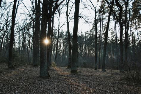 Image result for Tree Line Explained