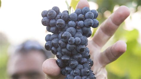Cabernet Franc: In-Depth Grape Varietal Profile