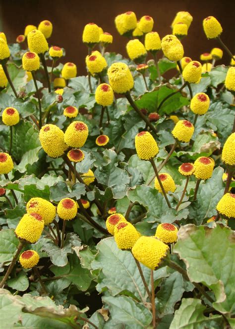 Toothache Plant - Spilanthes Acmella - Victory Gardeners