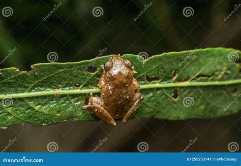 Raorchestes Ghatei Common Name Ghate`s Shrub Frog is a Species of Shrub Frogs Endemic Western ...