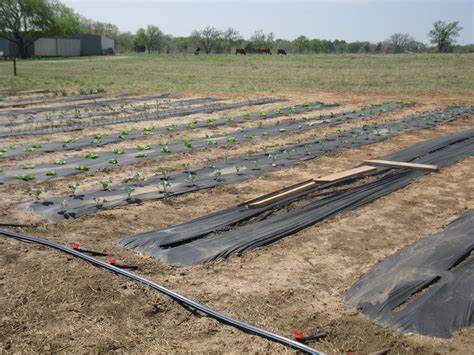 Image result for Spring Planting Program