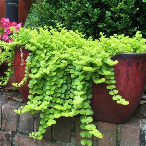 Lysimachia 'Creeping Jenny' - Patuxent Nursery