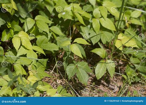Poison Oak Plants Toxicodendron in Alabama Stock Image - Image of toxic ...