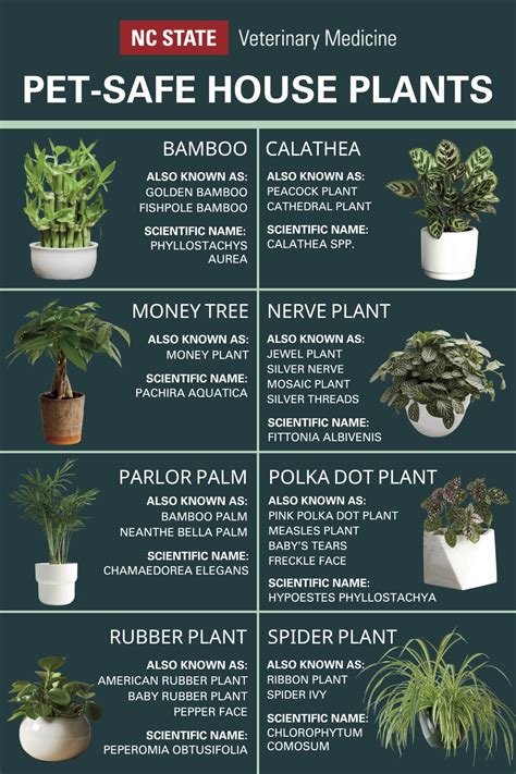 Planning Mother's Day Gifts? Here are Pet-Safe Cut Flowers and House Plants | Veterinary ...