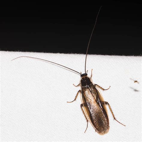 About Pennsylvania Wood Cockroach - Maryland Biodiversity Project
