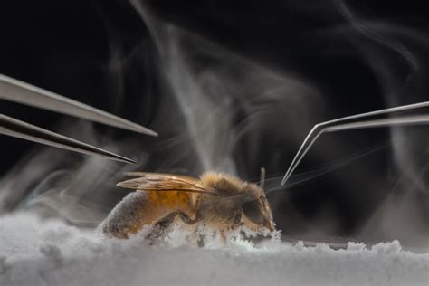 Photos: Indians are finally using science photography to capture the ...