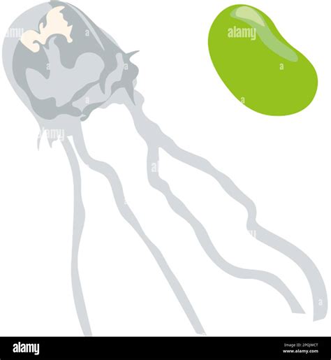 Irukandji Jellyfish Irukandji Jellyfish Cut Out Stock Images