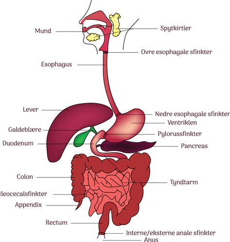 Image result for Digestive System Theme