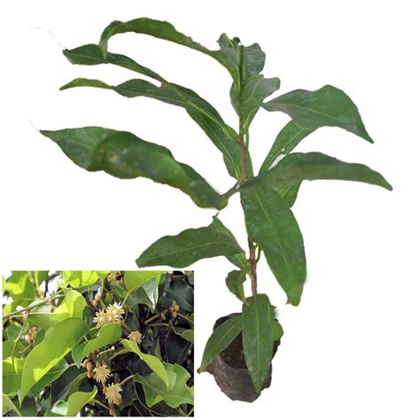 New Wells-Vastu Plant |Spanish cherry | Magilam | Mimusops elengi | Use ...