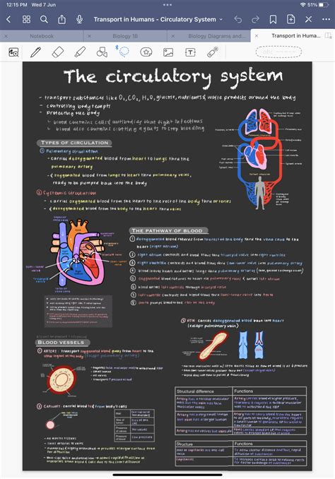 Image result for Circulatory System Basic Diagram